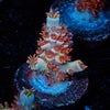 Globe Master Tenuis - riptide aquaculture llc