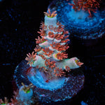 Globe Master Tenuis - riptide aquaculture llc