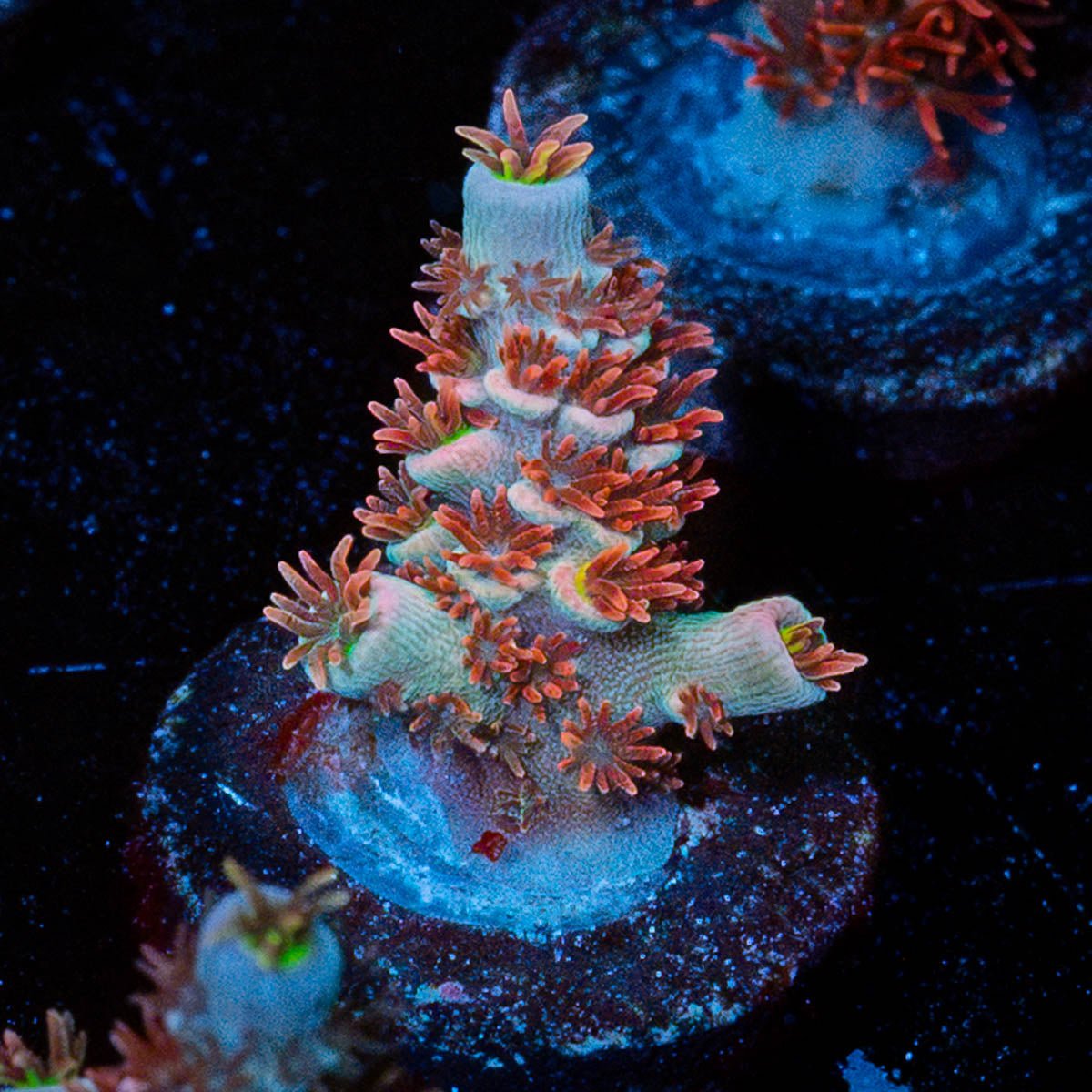 Globe Master Tenuis - riptide aquaculture llc