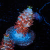 Cherry Bomb Tenuis - riptide aquaculture llc