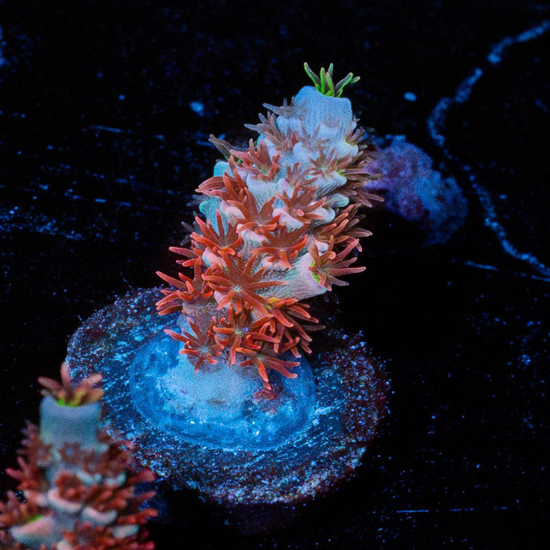 Cherry Bomb Tenuis