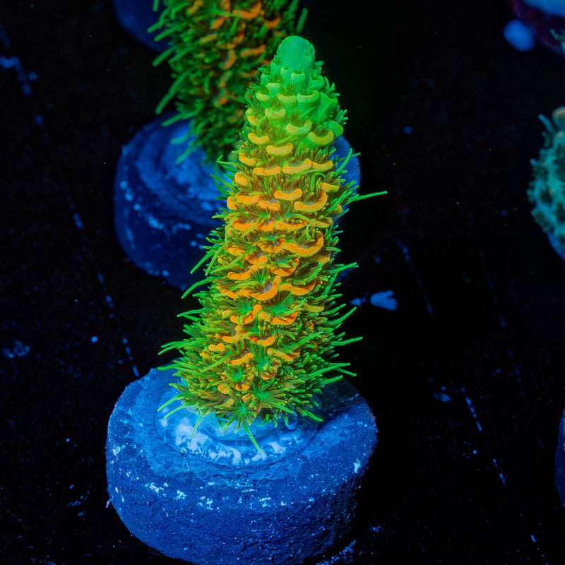 RMF Acid trip Millepora