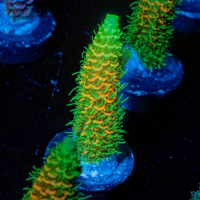 RMF Acid trip Millepora