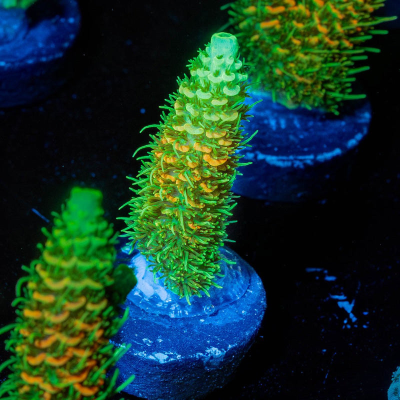RMF Acid trip Millepora