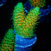 RMF Acid trip Millepora - riptide aquaculture llc