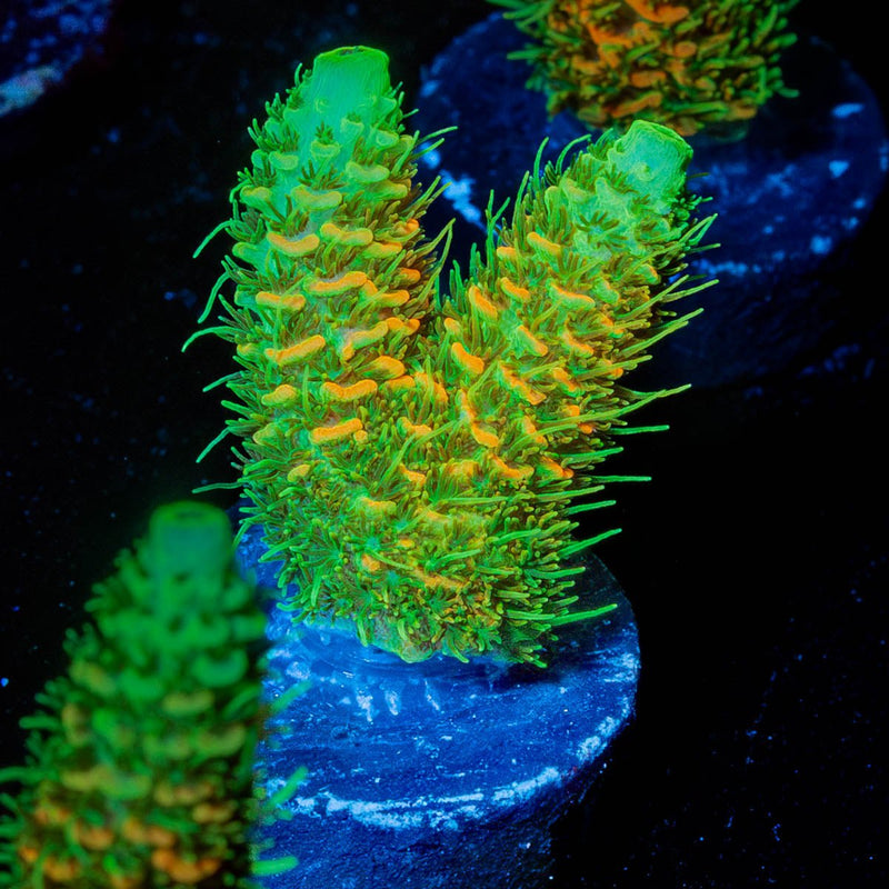 RMF Acid trip Millepora