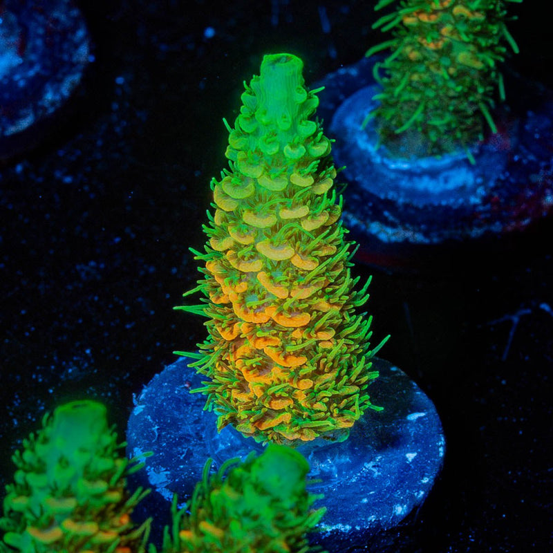 RMF Acid trip Millepora