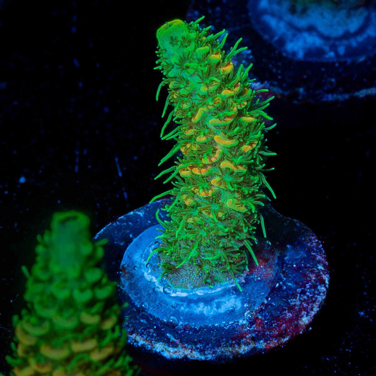 RMF Acid trip Millepora - riptide aquaculture llc