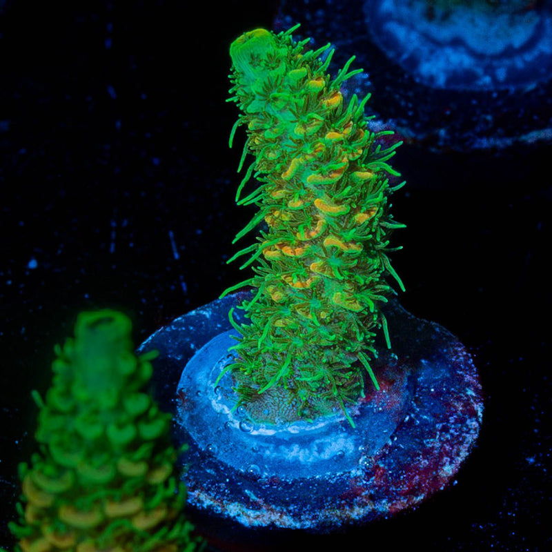 RMF Acid trip Millepora