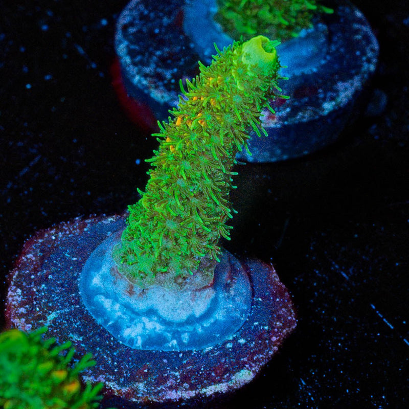 RMF Acid trip Millepora