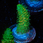 RMF Acid trip Millepora - riptide aquaculture llc