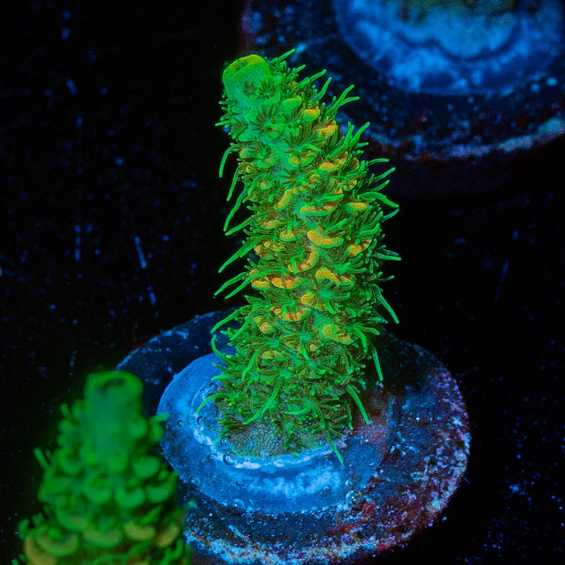 RMF Acid trip Millepora