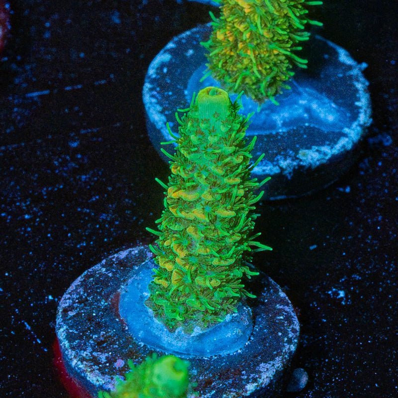 RMF Acid trip Millepora