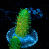 RMF Acid trip Millepora - riptide aquaculture llc