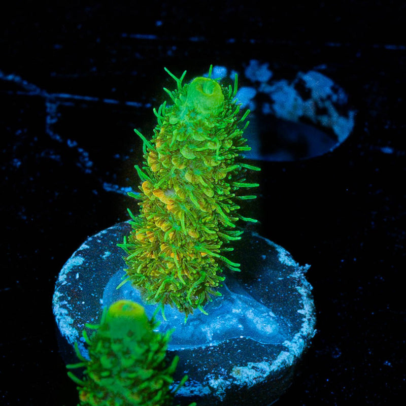 RMF Acid trip Millepora