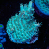 Yoda Acropora - riptide aquaculture llc
