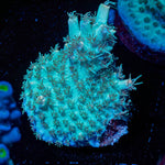 Yoda Acropora - riptide aquaculture llc