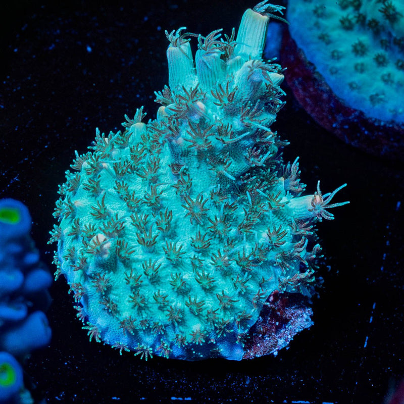 Yoda Acropora