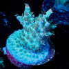 Yoda Acropora - riptide aquaculture llc