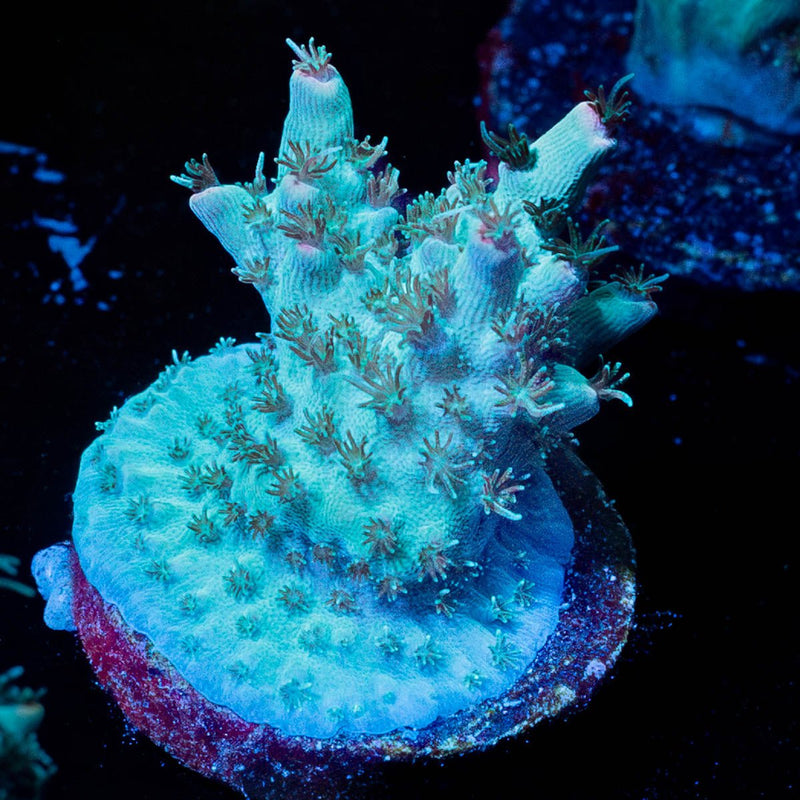 Yoda Acropora