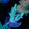 Yoda Acropora - riptide aquaculture llc