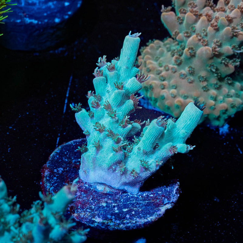 Yoda Acropora