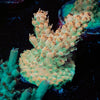 Temporal Distortion Acropora - riptide aquaculture llc