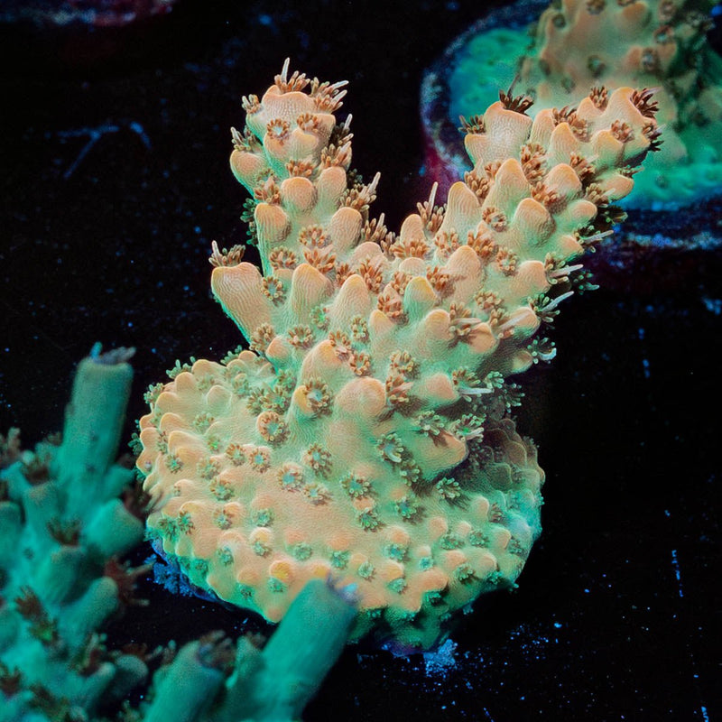 Temporal Distortion Acropora