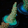 Temporal Distortion Acropora - riptide aquaculture llc