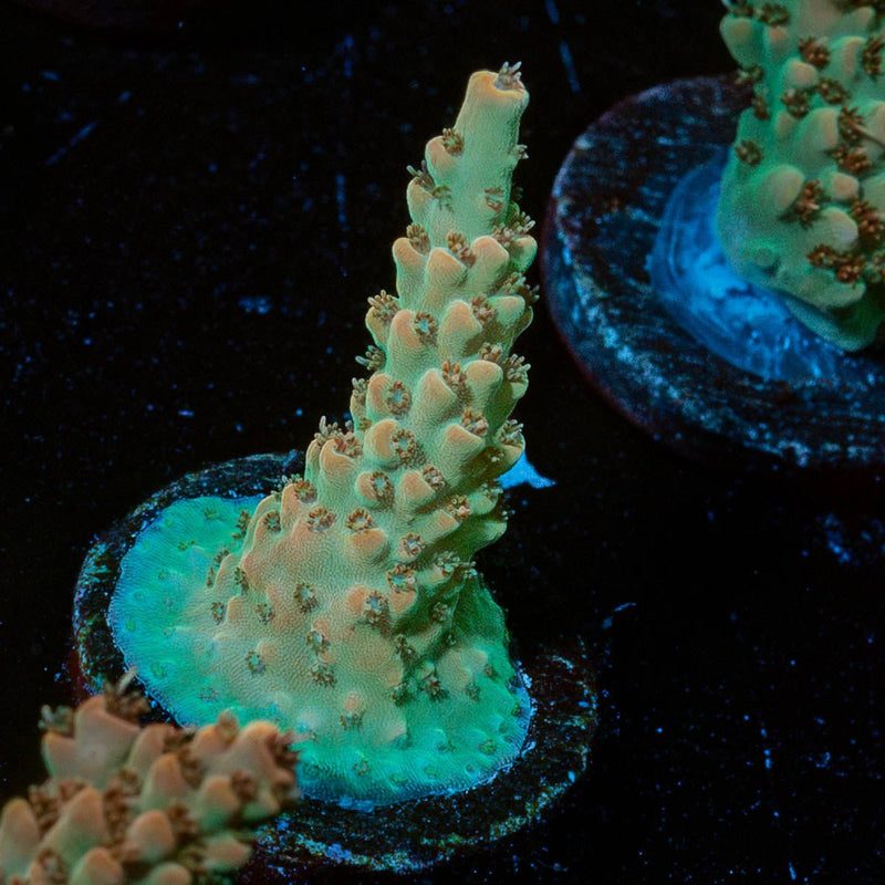 Temporal Distortion Acropora