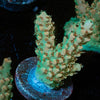 Temporal Distortion Acropora - riptide aquaculture llc