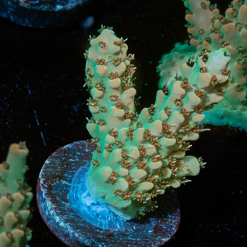 Temporal Distortion Acropora