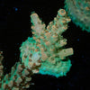 Temporal Distortion Acropora - riptide aquaculture llc