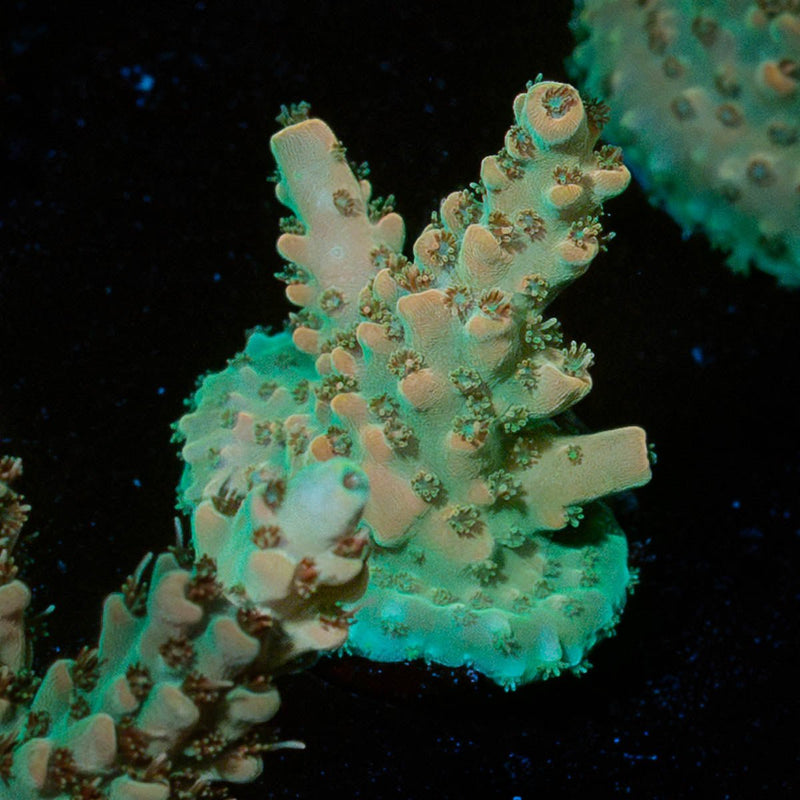 Temporal Distortion Acropora