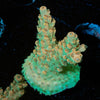 Temporal Distortion Acropora - riptide aquaculture llc