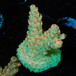 Temporal Distortion Acropora - riptide aquaculture llc