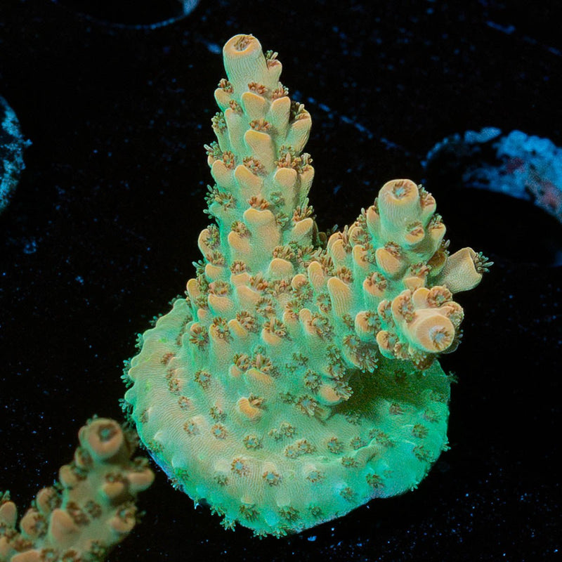Temporal Distortion Acropora