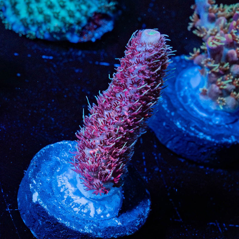 Judge Judy Millepora