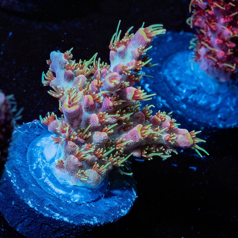 Purple Haze Acropora