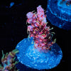 Night Fury Acropora - riptide aquaculture llc