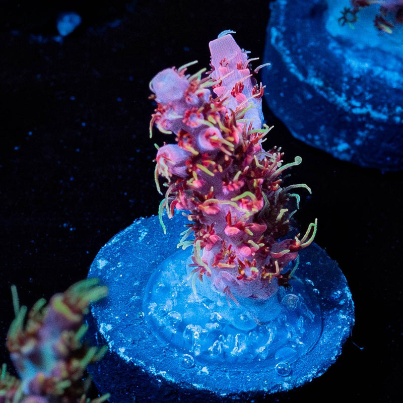 Night Fury Acropora
