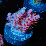 Night Fury Acropora - riptide aquaculture llc