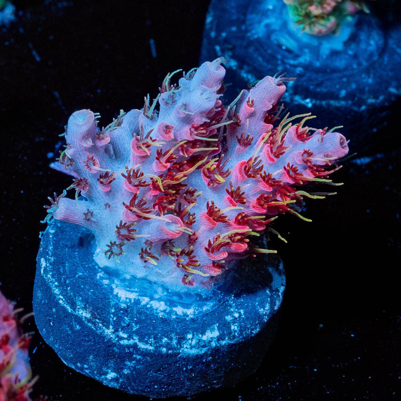 Night Fury Acropora