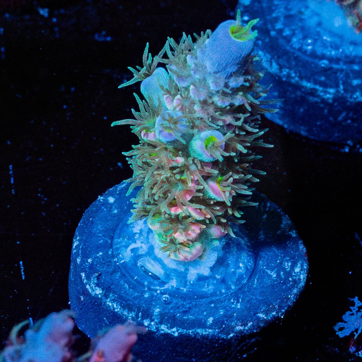 Bubble Gum Tenuis - riptide aquaculture llc