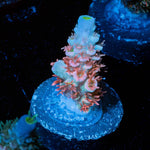 Cherry Bomb Tenuis - riptide aquaculture llc