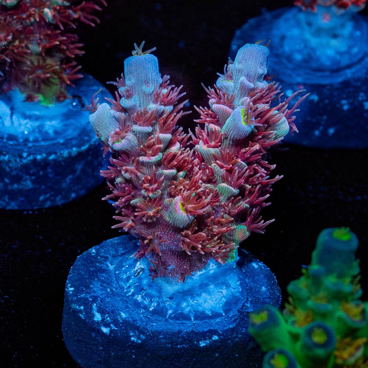 Globe Master Tenuis - riptide aquaculture llc