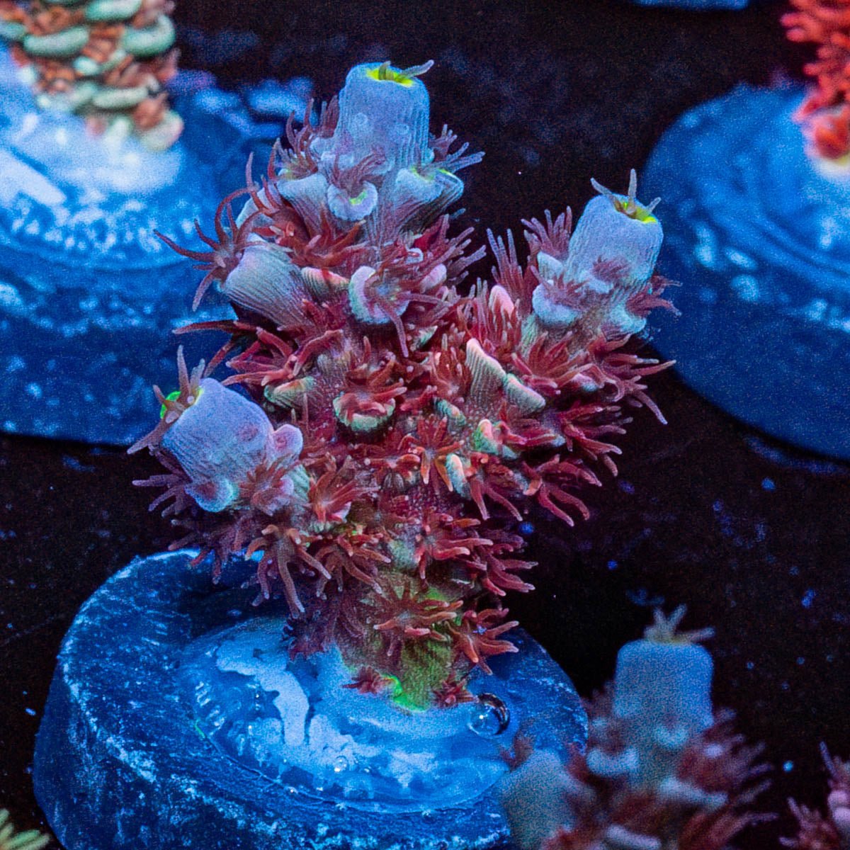 Globe Master Tenuis - riptide aquaculture llc