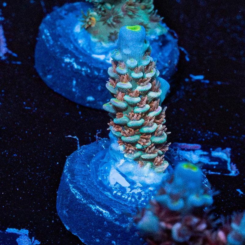 Chevron Tenuis