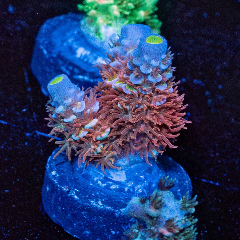 Cherry Bomb Tenuis