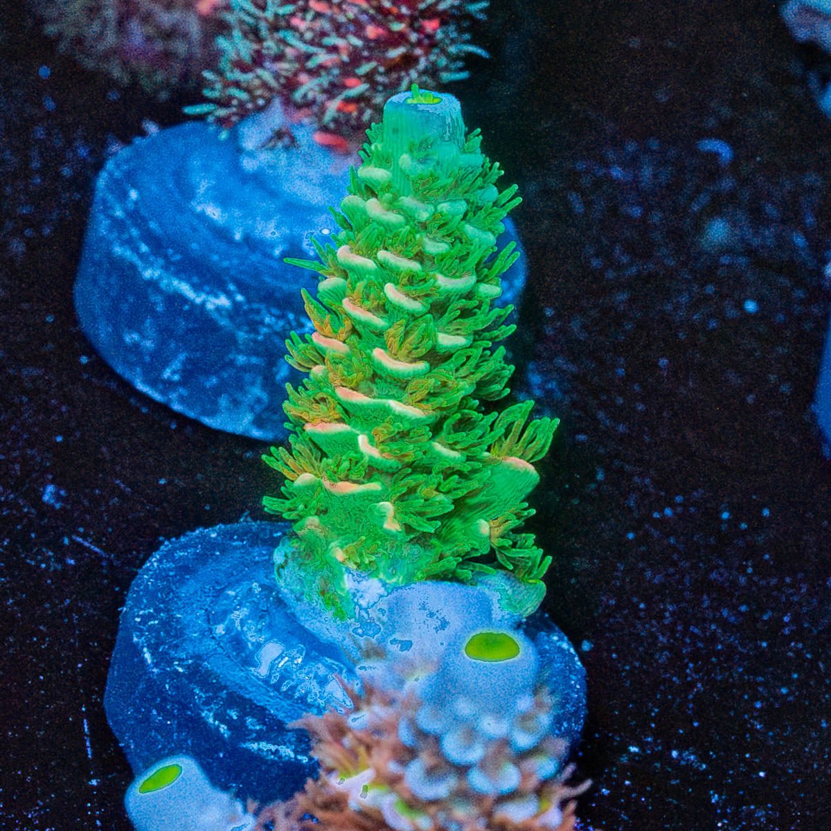 Domicile Disrupter Tenuis - riptide aquaculture llc